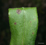 صورة Symphyotrichum novae-angliae (L.) G. L. Nesom
