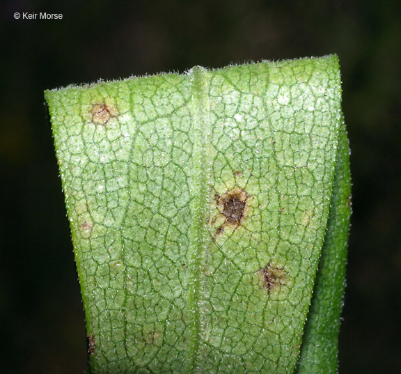 صورة Symphyotrichum novae-angliae (L.) G. L. Nesom