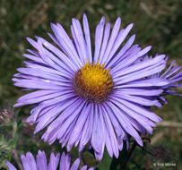 Image of Michaelmas daisy