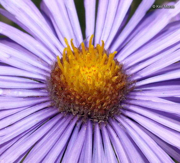 Image of Michaelmas daisy