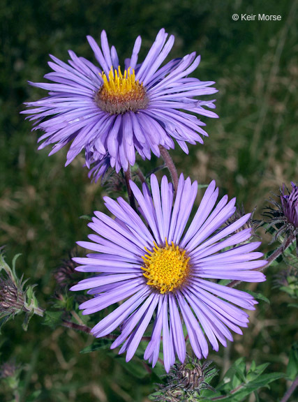 Image of Michaelmas daisy