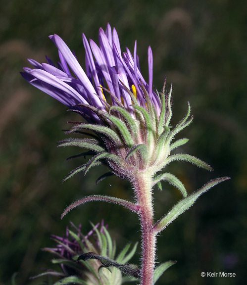 Image of Michaelmas daisy