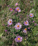 Image of Michaelmas daisy