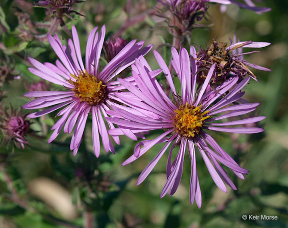 Image of Michaelmas daisy