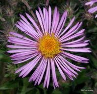 Image of Michaelmas daisy