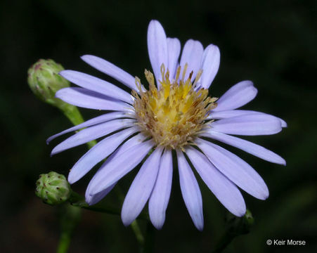 Image of skyblue aster