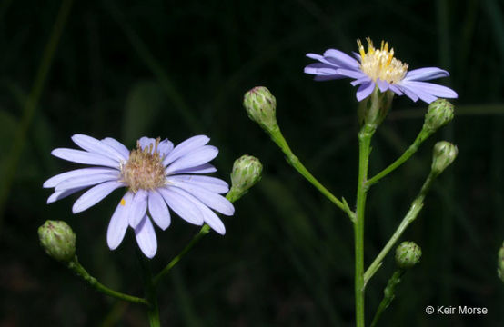 Image of skyblue aster