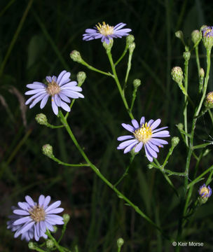 Image of skyblue aster