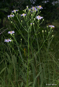 Image of skyblue aster