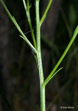 Image of skyblue aster