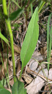 Image of skyblue aster