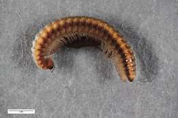 Image of Craspedosoma