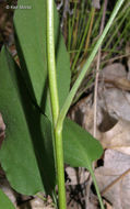 Image of skyblue aster