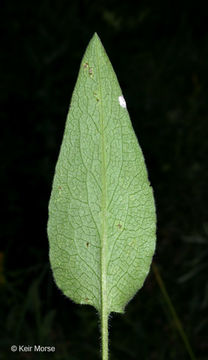 Image of skyblue aster