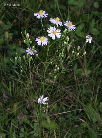 Image of skyblue aster