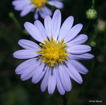 Image of skyblue aster