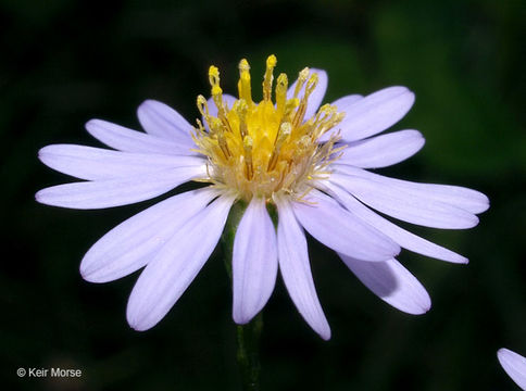 Image of skyblue aster