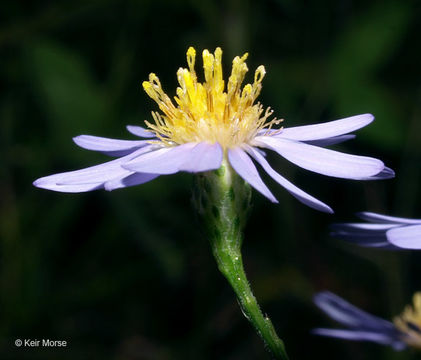 Image of skyblue aster