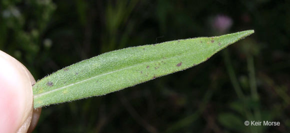 Image of skyblue aster