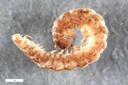 Image of Polydesmus