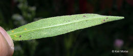 Image of skyblue aster