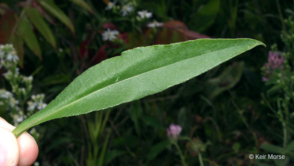 Image of skyblue aster