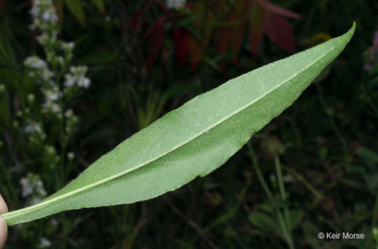 Image of skyblue aster