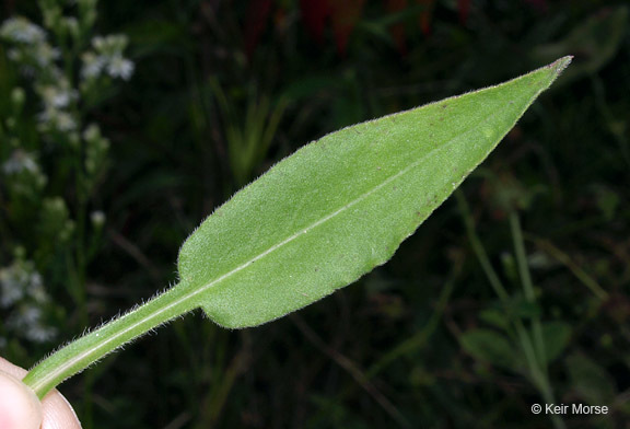 Image of skyblue aster