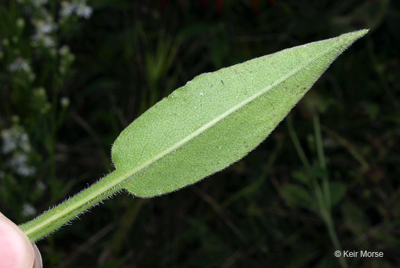 Image of skyblue aster