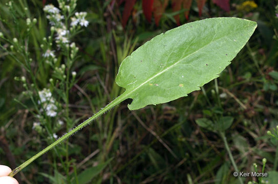 Image of skyblue aster