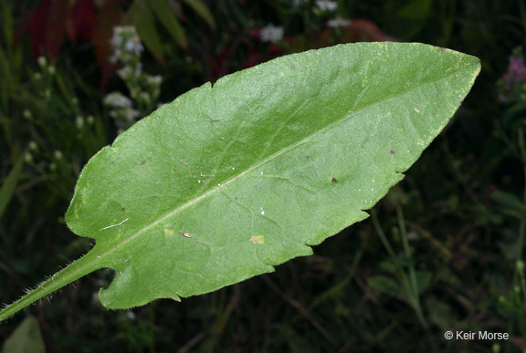 Image of skyblue aster