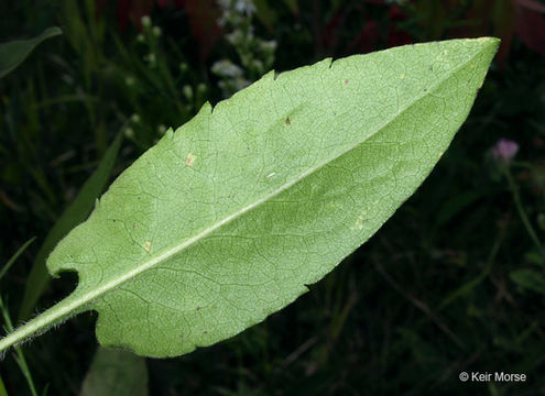 Image of skyblue aster