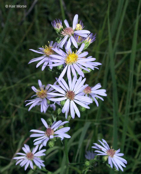 Image of skyblue aster