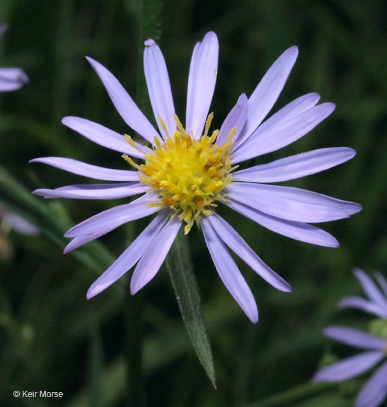 Image of skyblue aster