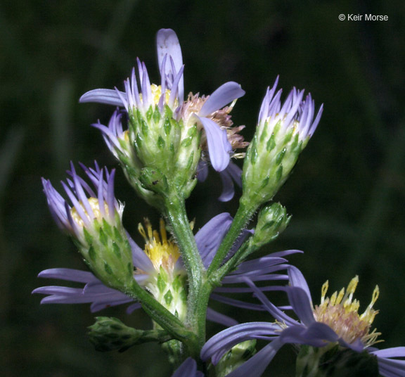 Image of skyblue aster