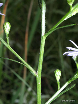 Image of skyblue aster