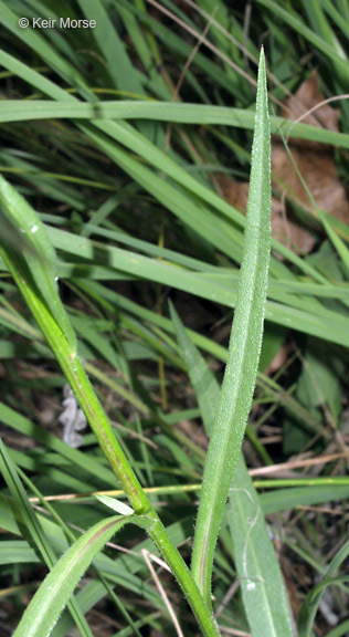 Image of skyblue aster