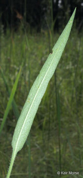 Image of skyblue aster