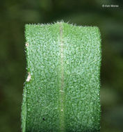 Image of skyblue aster