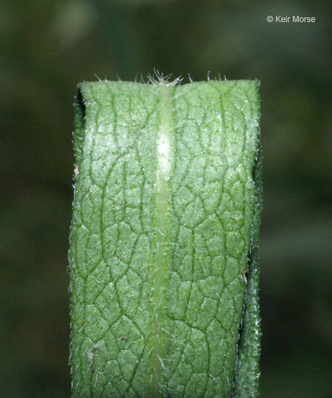 Image of skyblue aster