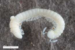 Image de Brachychaeteumatidae