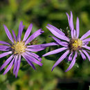 Image of western silver aster