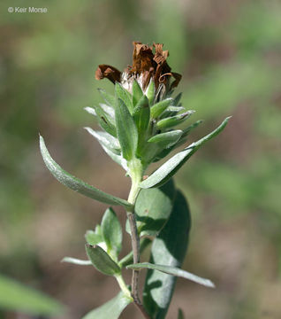 Image of western silver aster