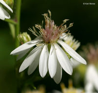 Image of white arrowleaf aster