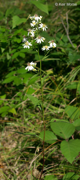 Image of white arrowleaf aster