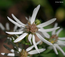 Image of white arrowleaf aster