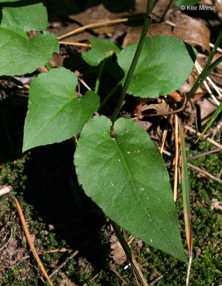 Image of white arrowleaf aster