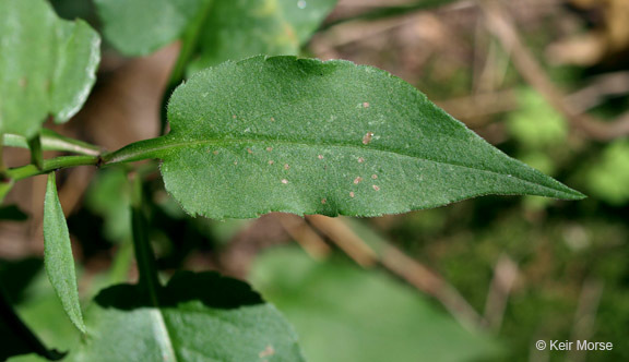 Image of white arrowleaf aster