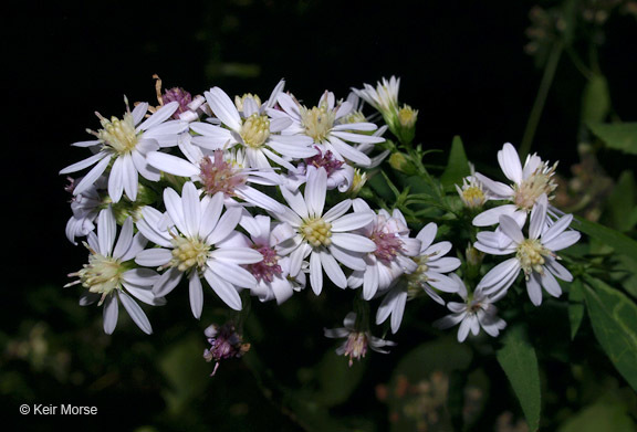 Image of white arrowleaf aster