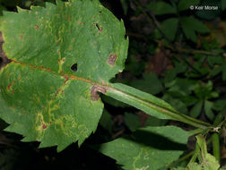 Image of white arrowleaf aster